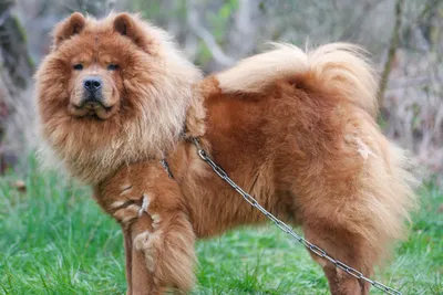 7 пород собак с рыжим окрасом, самые красивые рыжие собаки: фото, описание  породы, характер