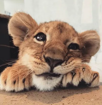 Маленький лев | Пикабу