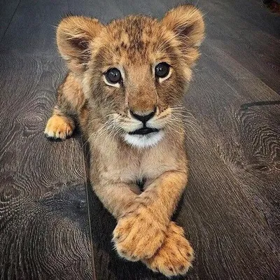 маленький лев | SVET