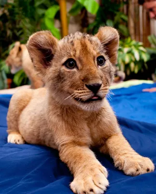 Маленький лев Cubs стоковое фото. изображение насчитывающей сторновка -  89360174