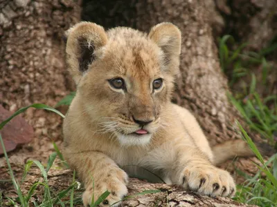 Маленький лев Cubs стоковое изображение. изображение насчитывающей  влюбленность - 89360093