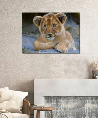 Маленький лев Cubs стоковое фото. изображение насчитывающей мило - 89422360