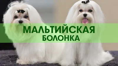 Мальтезе - описание породы собак: характер, особенности поведения, размер,  отзывы и фото - Питомцы Mail.ru
