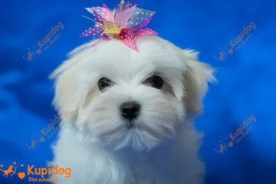 Мальтезе ,мальтийская болонка, белый щенок, белая собака, собачка, щенок ,  сторис , эстетика | Puppies, Teddy, Teddy bear