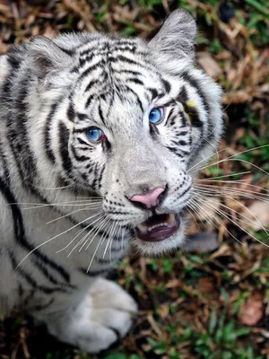 Существует ли мальтийский голубой тигр на самом деле? (3 фото)