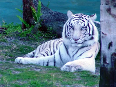 Существует ли мальтийский голубой тигр на самом деле?
