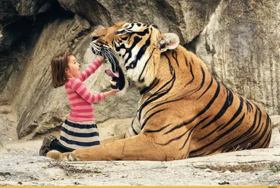 Тигры - красивые картинки (56 фото)