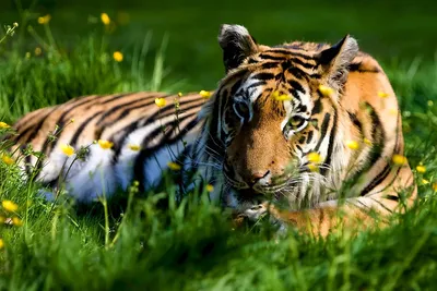 Тигр с синим окрасом - А знаете ли вы?.. | Некоммерческий  учебно-познавательный интернет-портал Зоогалактика