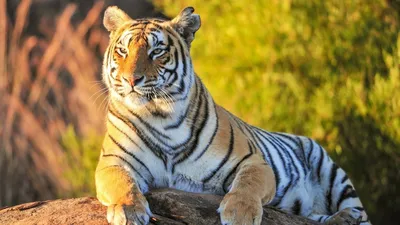 Тигры красивые редкие - картинки и фото koshka.top
