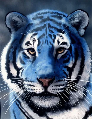 Голубой тигр обои на телефон - 65 фото