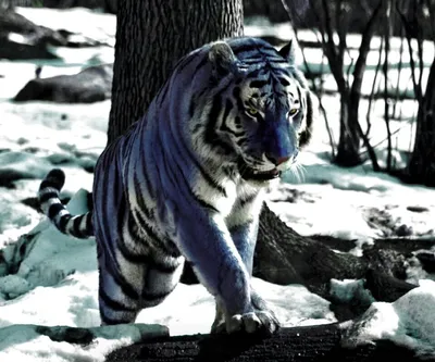 Картина по номерам 30х30 см Мальтийский тигр (14 цветов) по цене 545 ₽/шт.  купить в Сургуте в интернет-магазине Леруа Мерлен