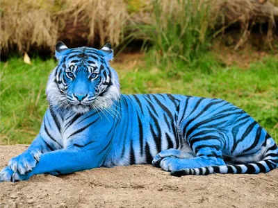 Анти-фейк - ⚠ Осторожно! Это фейк! / Caution! It's fake! ⚠ 🔴 Фейк:  \"Голубой мальтийский тигр. Очень редкий вид!\" 🔵 Правда: \"Легенды о тиграх  с голубым цветом шерсти ходят уже давно, но