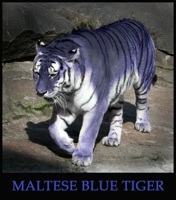 Мальтийский голубой тигр... | Big cats, Big cat family, Wild cats