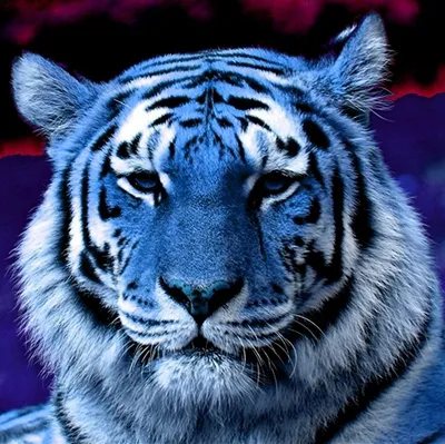 Чёрный тигр — Википедия