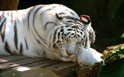 Картинки голубой тигр - 78 фото