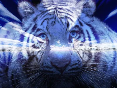 Разоблачаем! Существует ли голубой тигр » ЯУстал - Источник Хорошего  Настроения