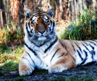 Редкие тигры - картинки и фото koshka.top