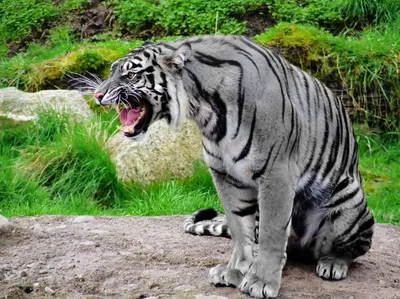 Знакомьтесь- мальтийский тигр