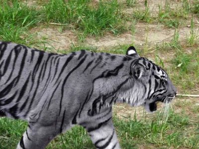 Разные тигры | Пикабу