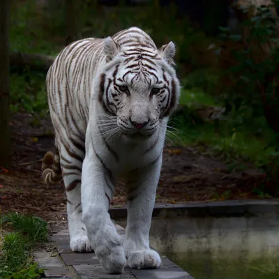 Закавказский тигр - 70 фото