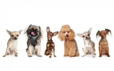 44 маленьких пород собак - Идеальные компаньоны весом от 1,5 до 15 кг -  Часть 2
