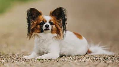 Самая маленькая порода собак в мире: фото и названия | Pet-Yes