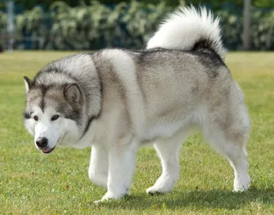 Большая порода собак маламут (66 фото) - картинки sobakovod.club