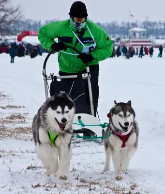 Winter Dog Fest\" - зимняя олимпиада для собак - Зоошара