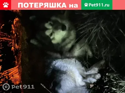 Пропала собака на Губернской, похожа на волка | Pet911.ru