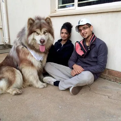 Найдена собака мамут в Сочи | Pet911.ru