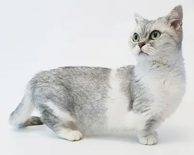 Манчкин кот фото 