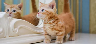 ✓ Коротколапый манчкин - кошка такса. Интересное о породе - YouTube