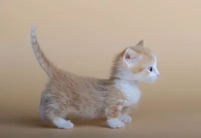 Манчкин: А как прыгать? Реальная жизнь кота, чьи лапы в 2 раза короче  положенного | Пикабу