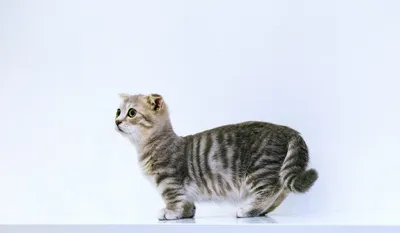 Манчкин - породы кошек
