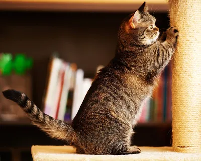 Этот котенок разобьет ваше сердце: маленький манчкин собрал 14 миллионов  просмотров - 28.11.2020, Sputnik Абхазия