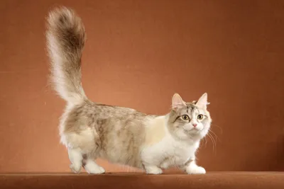 😺 кот Манчкин гибрид с бенгалом …» — создано в Шедевруме