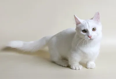 Манчкин - порода бесхвостых котов с короткими лапами» — создано в Шедевруме