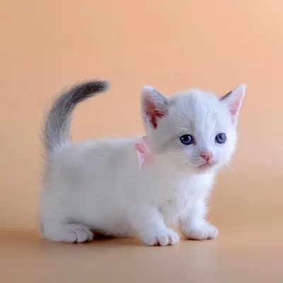 Как купить котенка породы манчкин в интернете