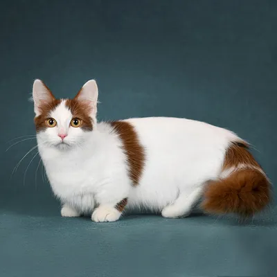 Манчкин - фото и описание породы кошек (характер, уход и кормление)