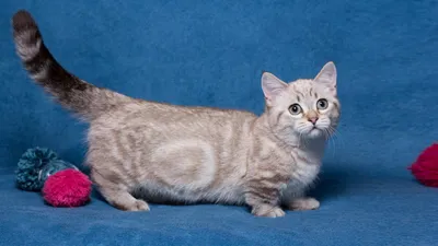 Манчкин порода кошек с короткими лапами: история, описание породы,  здоровье, выбор и стоимость