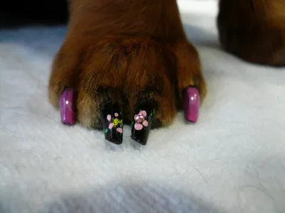 Маникюр с рисунком собаки на ногтях (53 фото) - картинки modnica.club