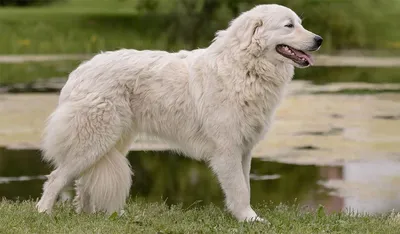 Маремма-абруццкая овчарка: все о собаке, фото, описание породы, характер,  цена