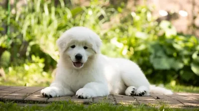 Мареммо-абруццкая овчарка собака: фото, характер, описание породы