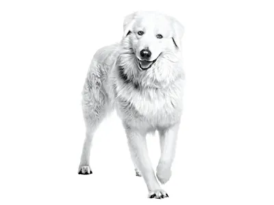 Мареммо-абруцкая овчарка - описание породы собак: характер, особенности  поведения, размер, отзывы и фото - Питомцы Mail.ru