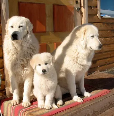 Мареммо-абруццкая овчарка | Пастушьи собаки, Собаки, Щенки