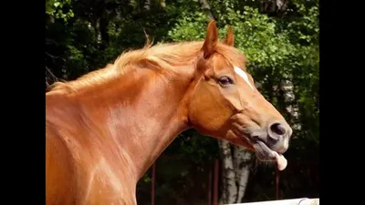 Какие бывают масти лошадей? | My horse story | Дзен
