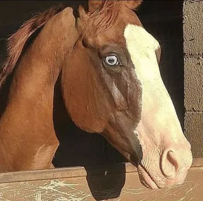 Генетический потенциал мастей у лошадей тяжеловозных пород