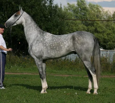 Буланый конь: описание и фото буланых лошадей