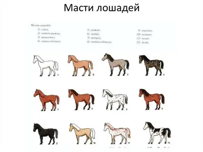 Все про лошадей( породы,масти,статьи). | Facebook