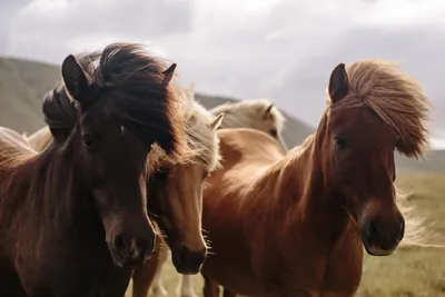 ЛОШАДИ РОСТОВ || Обучение Прокат on Instagram: \"🐎 Масти лошадей 🐎 ⠀  Множество различных пород лошадей, отличающихся друг от друга темпераментом  и внешним видом. Основной приметой, по которой различаются лошади, является  масть —